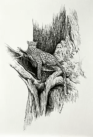   - Resting Leopard