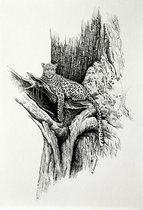 Michał Nowakowski - Resting leopard