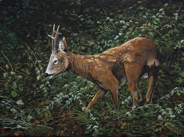 Michał Nowakowski - roebuck