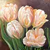 Małgorzata Mutor - tulipes romantique