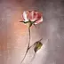 Ewa Gawlik - Róża