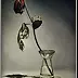 Małgorzata Wagner - "Rose on glass"
