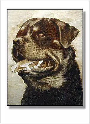 Jolanta Dusza - Rottweiler