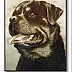 Jolanta Dusza - Rottweiler