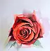 Zdzisław Rutkowski - Różą w kolorze czerwonym