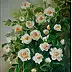 Grażyna Potocka - Peinture à l'huile de roses 50-60 cm