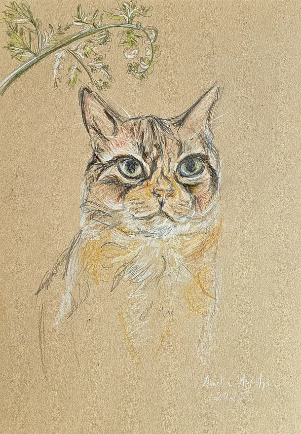 Amelia Augustyn - Rudy