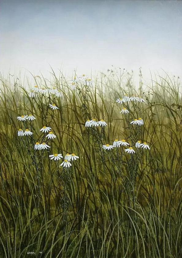 Dariusz Król - camomille