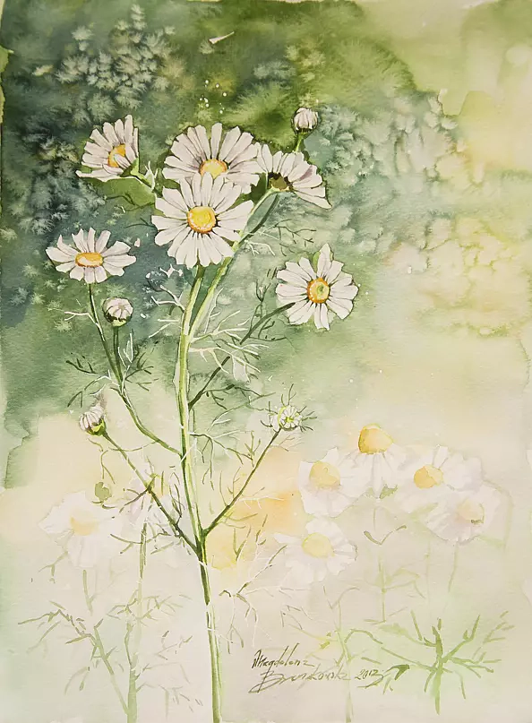 Magdalena Bronakowska - camomille