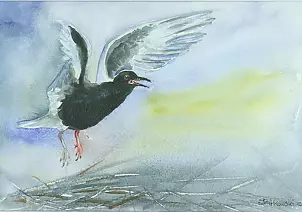 Zdzisław Rutkowski - Rybitwa białoskrzydła