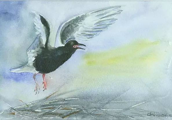 Zdzisław Rutkowski - Rybitwa białoskrzydła