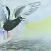 Zdzisław Rutkowski - White-winged Tern