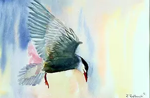 Zdzisław Rutkowski - Rybitwa białowąsa (Chlidonias hybrida)