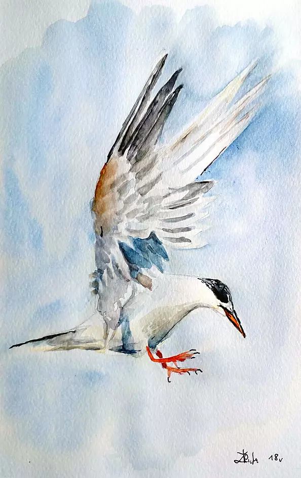 Zdzisław Rutkowski - Rybitwa