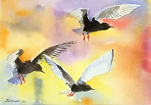 Zdzisław Rutkowski - Rybitwy białoskrzydłe