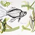 Amelia Augustyn - fish