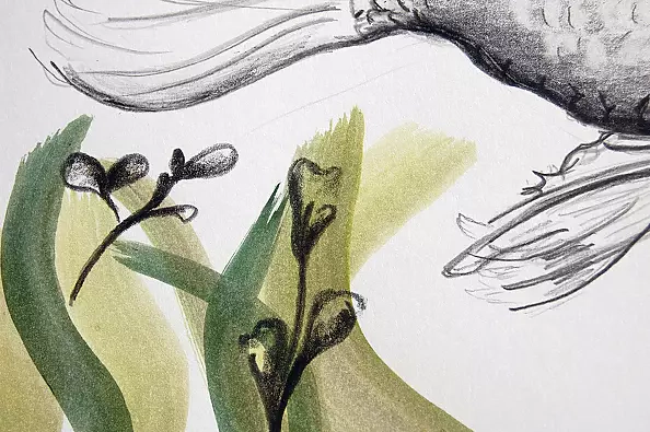 Amelia Augustyn - fish