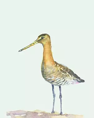 Zdzisław Rutkowski - Rycyk 2