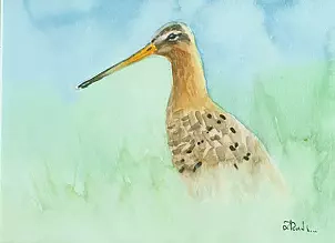 Zdzisław Rutkowski - Black-tailed Godwit III