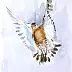 Zdzisław Rutkowski - Black-tailed Godwit in flight