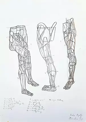 Amelia Augustyn - Anatomical drawing 1