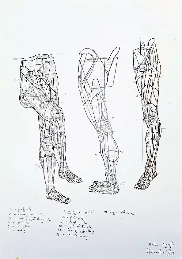 Amelia Augustyn - Anatomical drawing 1
