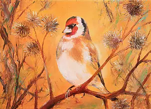 Radosław Popek - SZCZYGIEŁ - POLISH BIRDS