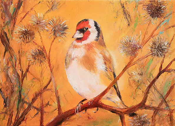 Radosław Popek - SZCZYGIEŁ - POLISH BIRDS