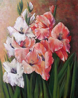   -  gladioli salmon