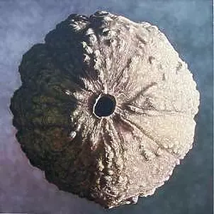 Pelizzari Gregory - Seed Planet