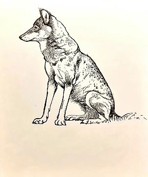 Rafał Czwichocki - Sitting wolf