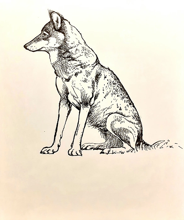 Rafał Czwichocki - Siedzący wilk