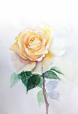 Zdzisław Rutkowski - August rose