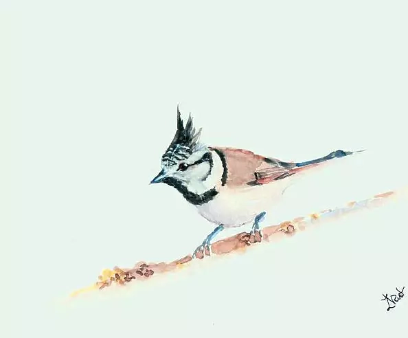Zdzisław Rutkowski - Sikorka czubatka