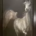 Agnieszka Słowik Kwiatkowska - Arabian gray horse