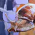 Magdalena Chudalewska Szwaja - Snail