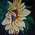 Jowita Agnieszka Kotów - sunflower