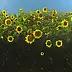 Małgorzata Mazur - Sunflowers 2