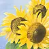 Barbara Rzychoń - Sunflowers.