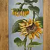 Katarzyna Niemczak - Sunflowers