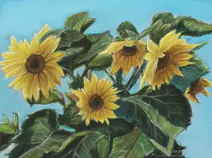   - Sunflowers