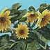 Mirosław Kowzanowicz - Sunflowers