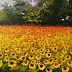 Renata Rychlik - Sunflowers