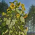 Wojciech Górecki - Sunflowers