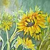 Wieter Wieter - Sunflowers
