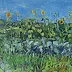 Katarzyna Kogutowicz - Sunflower field