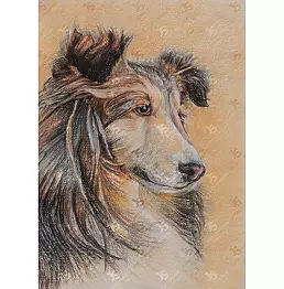 Jowita Szmigiero - Smiling Collie