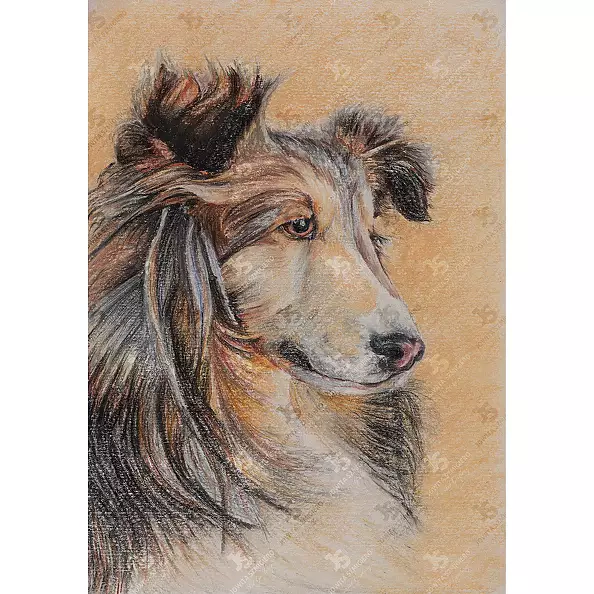 Jowita Szmigiero - Smiling Collie