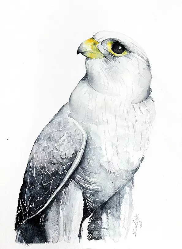 Karolina Kijak - Falcon