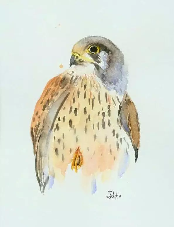 Zdzisław Rutkowski - kestrel falcon